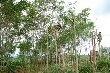Tại sao nông dân chưa thể làm giàu từ cây cao su?